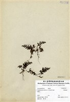 藏品(寬葉瓶蕨)的圖片